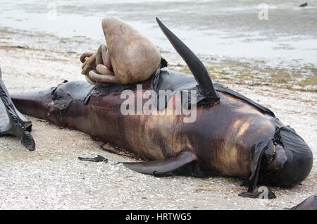 Duecento morti lunga pinna Balene Pilota bloccati sulla spiaggia a Farewell Spit,Isola del Sud,Nuova Zelanda.Dopo la morte, la pressione si accumula e possono "esplodere". Foto Stock