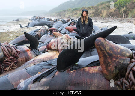 Duecento morti lunga pinna Balene Pilota bloccati sulla spiaggia a Farewell Spit,Isola del Sud,Nuova Zelanda.Dopo la morte, la pressione si accumula e possono "esplodere". Foto Stock