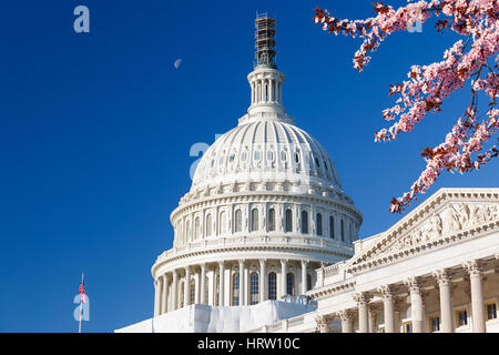 Campidoglio US sopra il cielo blu con dei ciliegi su foregraund Foto Stock