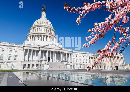 Campidoglio US sopra il cielo blu con dei ciliegi su foregraund Foto Stock