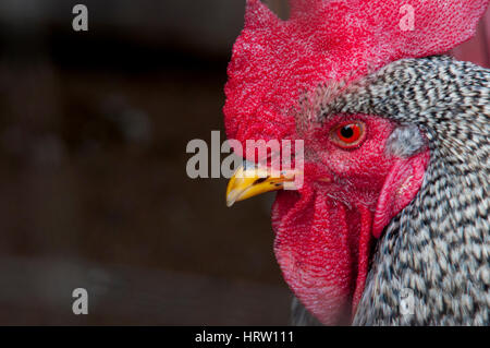 Gallo Rosso con il pettine Foto Stock