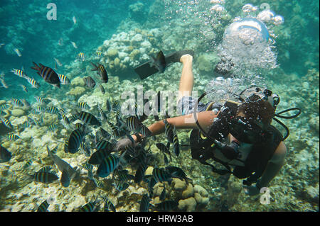 Diver uomo gioca con il pesce su blu pulite acque dei Caraibi. Extreme scuba diving attività. Un uomo di immersioni in barriera corallina Foto Stock