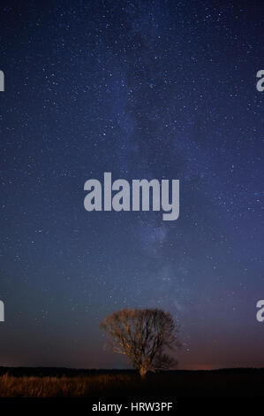 Un supporto albero di notte stelle dello sfondo. Cielo pieno di stelle luminose Foto Stock