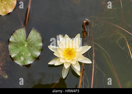 Nymphaea Foto Stock