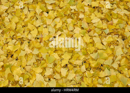 Foglie di Ginkgo biloba Foto Stock