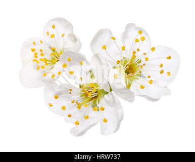 Tre fiore di primavera apple blossoms fiorì isolata su bianco, modo nel percorso Foto Stock
