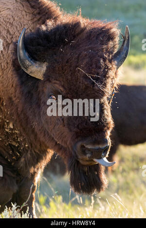 (Bison bison bison) ritratto, Parco nazionale Theodore Roosevelt, ND, STATI UNITI D'AMERICA Foto Stock