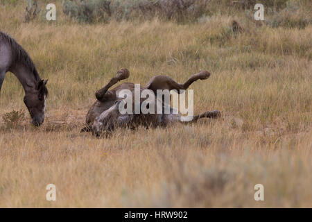 Wild Horse (Equus feral) laminazione sulla sua schiena nel Parco nazionale Theodore Roosevelt, ND, STATI UNITI D'AMERICA Foto Stock