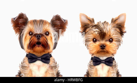 Cani divertenti che indossa cravatta, cappello e occhiali. Il concetto di business Foto Stock