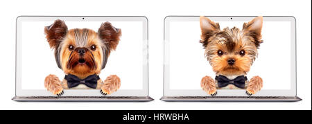 Cani divertenti che indossa cravatta, cappello e occhiali sitring all'interno del portatile. Il concetto di business Foto Stock