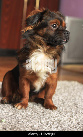 Pekingese dog in attesa di un trattamento con un adorabile pongono Foto Stock