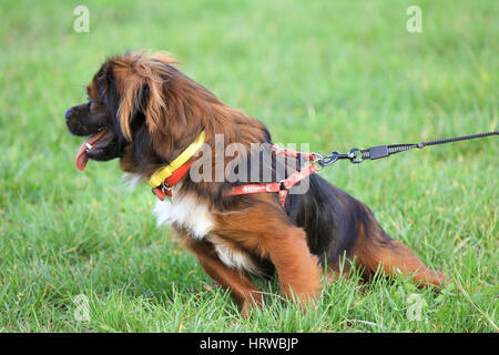 Pekingese dog in attesa di un trattamento con un adorabile pongono Foto Stock