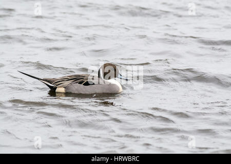 Pintail (Anas acuta) maschio, noto anche come Drake. La specie è molto diffusa, soprattutto in Europa, Asia e Nord America. Foto Stock