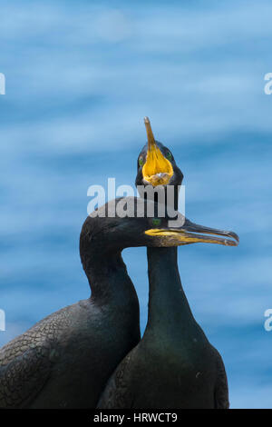 Una coppia di Marangone dal ciuffo (phalacrocorax aristotelis) enagaged nel corteggiamento, farne Isles; Northumberland, Regno Unito Foto Stock