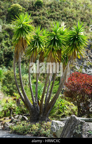 Yucca alberi con fiori che sbocciano in crescita nel Whangarei cava in Nuova Zelanda Foto Stock