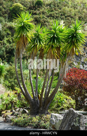 Yucca alberi con fiori che sbocciano in crescita nel Whangarei cava in Nuova Zelanda Foto Stock