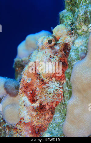 Barbuto scorfani (Scorpaenopsis barbata) mimetizzata nella barriera corallina del Mar Rosso Foto Stock