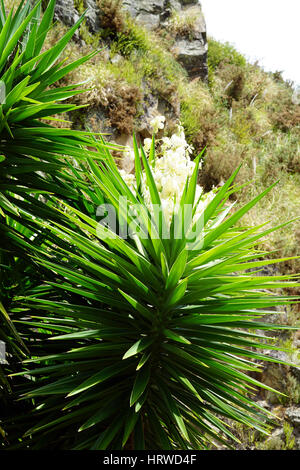 Yucca alberi con fiori che sbocciano in crescita nel Whangarei cava in Nuova Zelanda Foto Stock