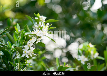 Fiore bianco fiori su un arancio Foto Stock