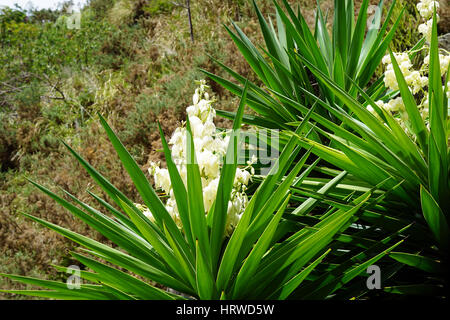 Yucca alberi con fiori che sbocciano in crescita nel Whangarei cava in Nuova Zelanda Foto Stock