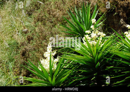 Yucca alberi con fiori che sbocciano in crescita nel Whangarei cava in Nuova Zelanda Foto Stock