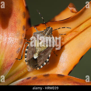 American Stink Bug su foglia di arancio pianta flowering Foto Stock