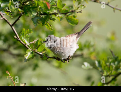 Whitethroat comune su un ramo di biancospino in primavera, South Downs,West Sussex, Regno Unito Foto Stock