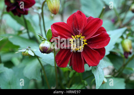 Dahlia Flower in Bloom, Whangarei, nuova Zelanda Foto Stock