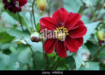 Dahlia Flower in Bloom, Whangarei, nuova Zelanda Foto Stock