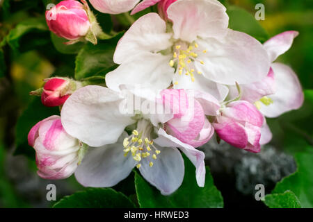 Su un ramo di un melo sbocciato fiori bianchi vicino al rose boccioli. Presenta closeup. Foto Stock