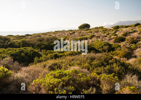 Parco naturale di Cabopino, Marbella. Costa del Sol, provincia di Malaga. Andalusia Spagna. Europa Foto Stock