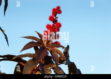 Capsule di olio di ricino impianto (Ricinus communis), rosso variante, una pianta tropicale che semi / fagioli sono utilizzati per la produzione di olio di ricino. Foto Stock