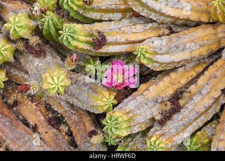 Echinocereus pentalophus close up Foto Stock