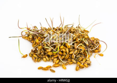 Giovani germogli chicchi germinati di cereali. Foto Studio Foto Stock