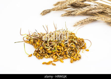 Giovani germogli chicchi germinati di cereali. Foto Studio Foto Stock