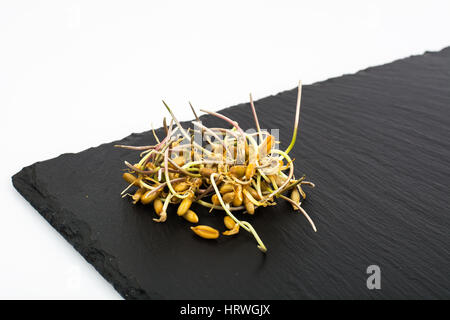 Giovani germogli chicchi germinati di cereali. Foto Studio Foto Stock