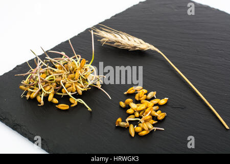 Giovani germogli chicchi germinati di cereali. Foto Studio Foto Stock