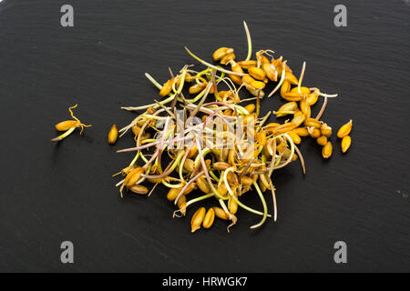 Giovani germogli chicchi germinati di cereali. Foto Studio Foto Stock