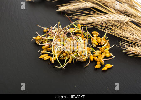 Giovani germogli chicchi germinati di cereali. Foto Studio Foto Stock