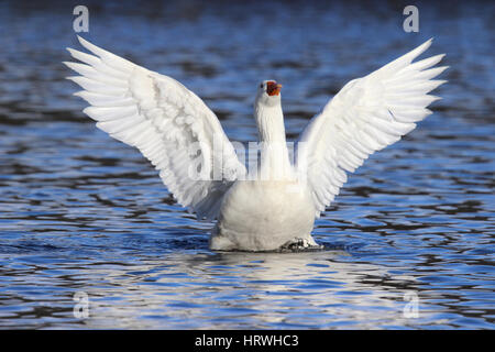 Un oca bianca sbattimenti le sue ali su di un lago Foto Stock