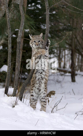 Bobcat stretching sul lembo di albero con neve sul terreno Foto Stock