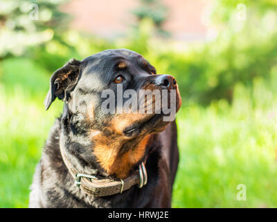 Cane Rottweiler ritratto Foto Stock