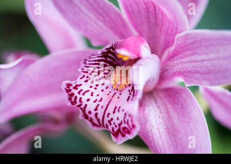 Bella cymbidium hamsey rievaulx orchid fiore in piena fioritura Foto Stock