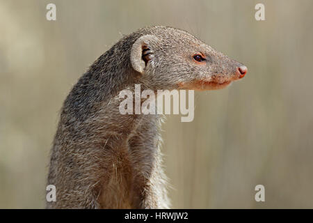 Ritratto di una mangusta nastrati (Mungos mungo), Sud Africa Foto Stock