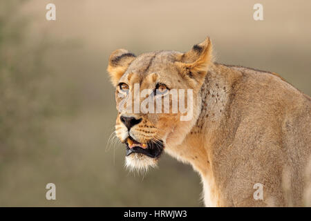 Ritratto di una leonessa africana (Panthera leo), Deserto Kalahari, Sud Africa Foto Stock