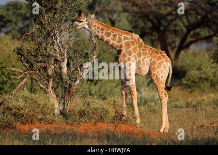 Un giovane giraffe (Giraffa camelopardalis) alimentazione su un albero, Sud Africa Foto Stock