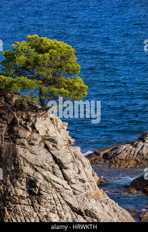 Lone Tree su di una scogliera sul mare Mediterraneo sulla Costa Brava in Catalogna, Spagna Foto Stock