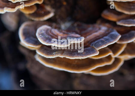 Funghi su albero vecchio albero nel magico bosco nebbioso Foto Stock