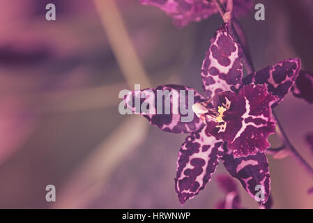 Signora della Notte orchid Epidendrum Nocturnum a Kew Gardens a Londra Foto Stock