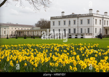 Greenwich, Londra, Regno Unito. 4 Marzo, 2017. Il daffodils a molla illustrato oggi davanti al National Maritime Museum e Queen's House a Greenwich, Londra. Rob Powell/Alamy Live News Foto Stock